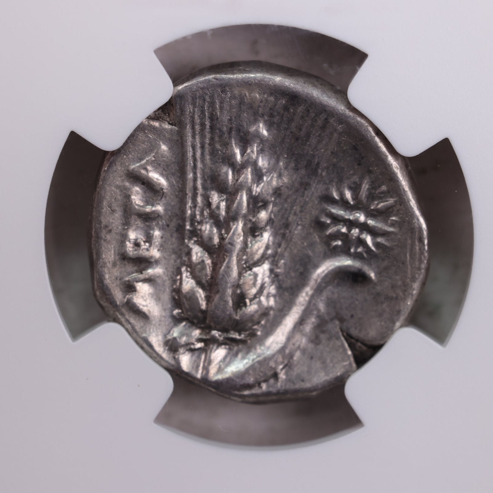 Lucania, Metapontum., 330-280 B.C.., NGC Certified Very Fine., Store# AT0019