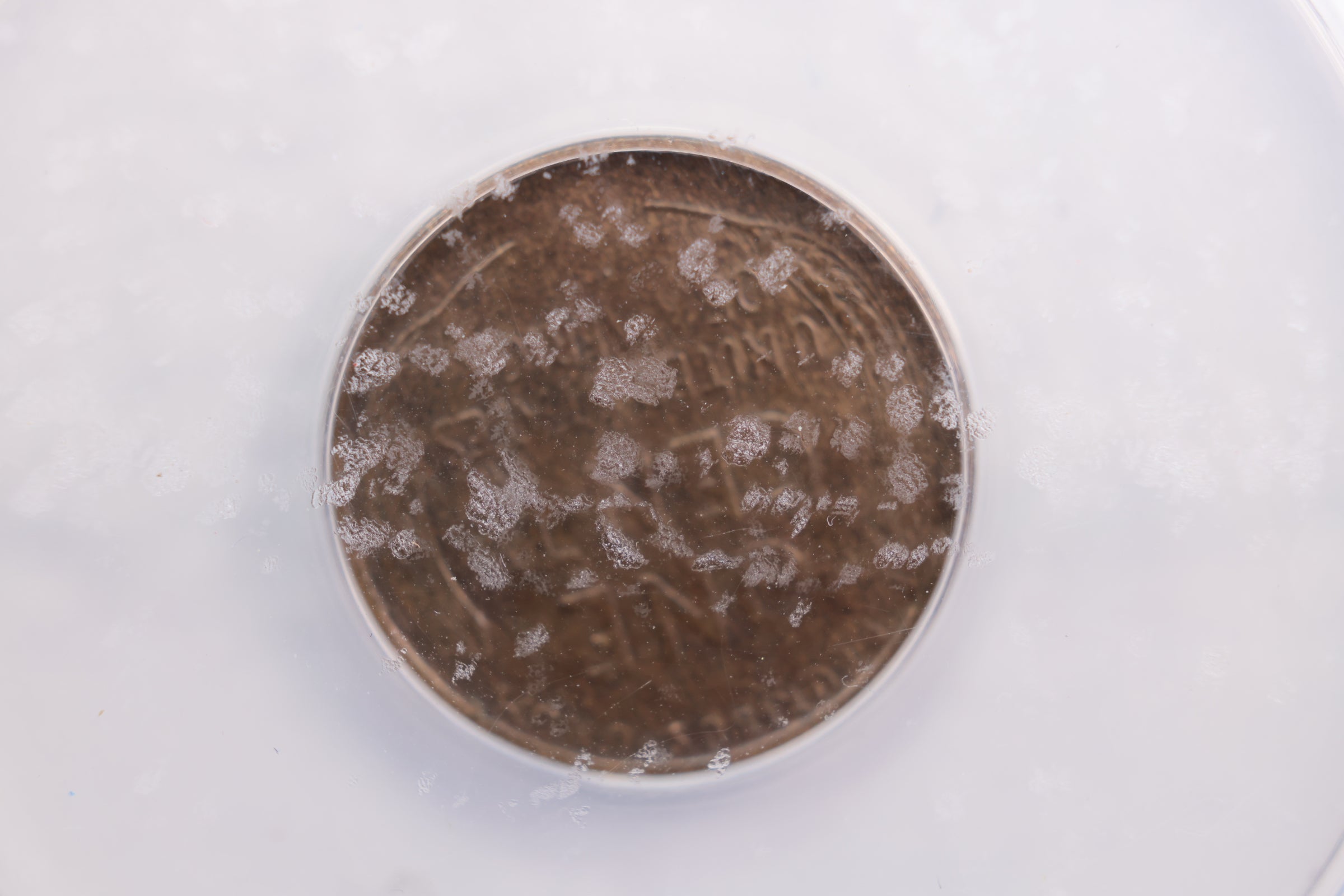 1921-S Lincoln Wheat Cent., ANACS EF-45., Circulated., Store #GCT037