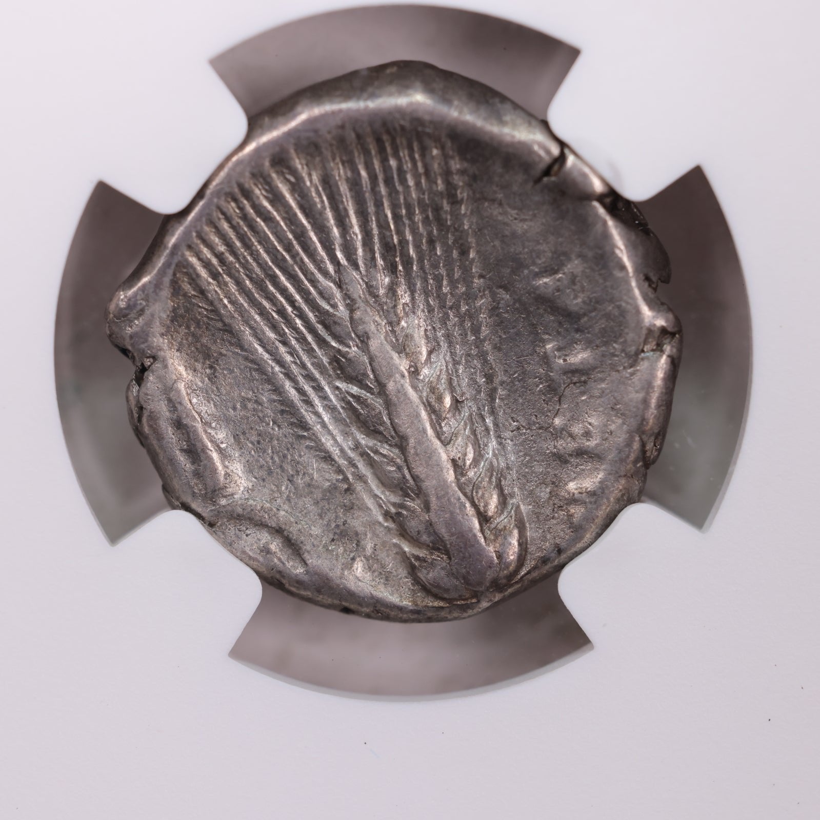 Lucania, Metapontum., 340-330 B.C., NGC Certified CH VF., Store# AT0001